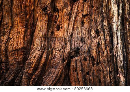 Old Tree Bark