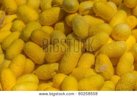 Silkworm Cocoons
