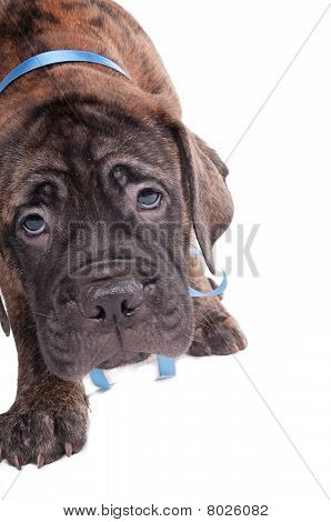Cachorro pequeno