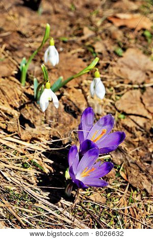 ภูมิทัศน์ springtime