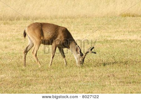 060609D100Blacktailed Deer088
