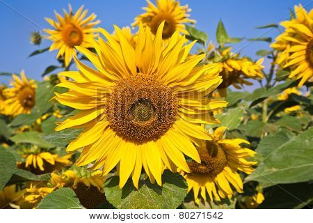 Sunflowers In The Field
