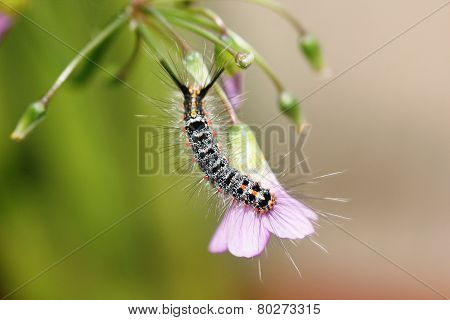 Hairy Caterpillar