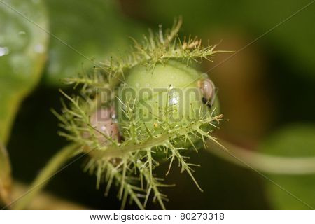 Fruit in the Wild