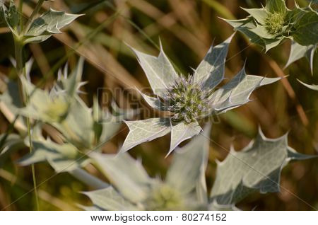 Eryngium Maritimum