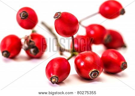 Bunch Of Dogrose. Rosehip