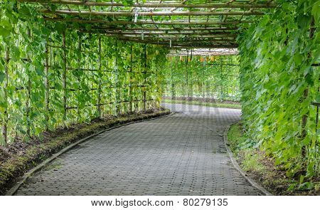 Green Tunnel Of Angled Luffa Plant