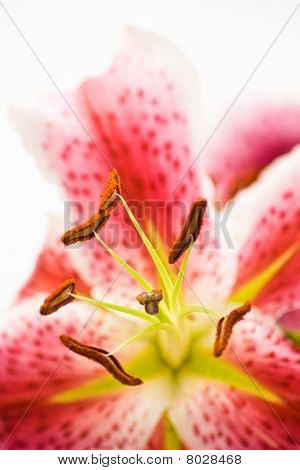 Anteras da flor de lírio