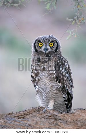 Spotted Eagle-owl