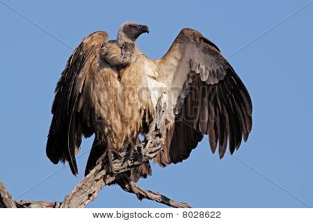 White-backed Vulture