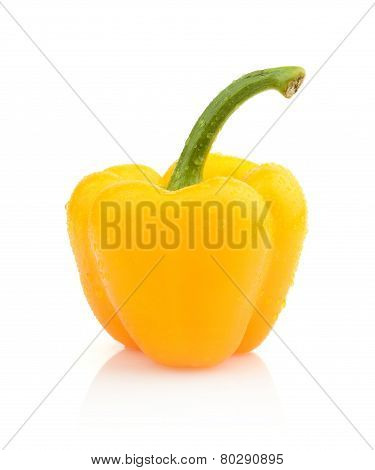 Single Wet Yellow Pepper Close-up View Isolated
