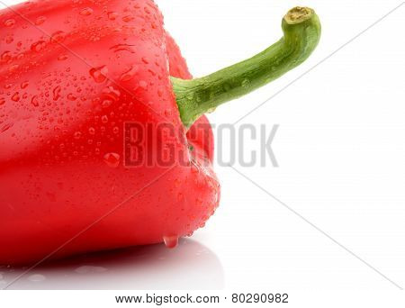 Single Wet Red Pepper Close-up Isolated White