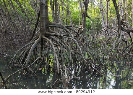 The Fruits Forest Mangrove