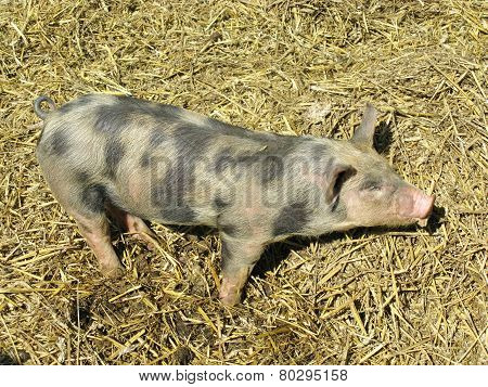 A polluted piglet