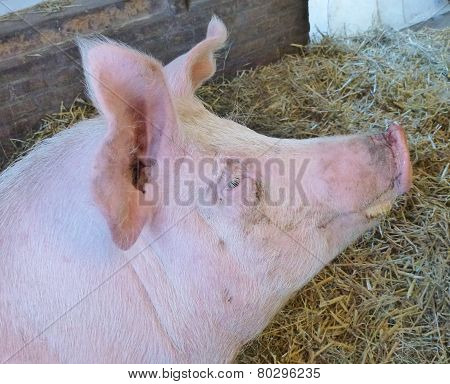 A portrait of a pig