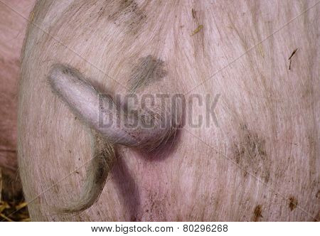The tail of a pig