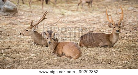 Male Hog Deer