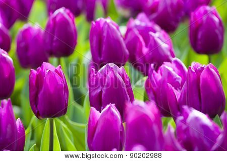 Purple Tulips In The Spring.