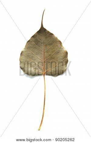 Bohd leaves dry on a white background