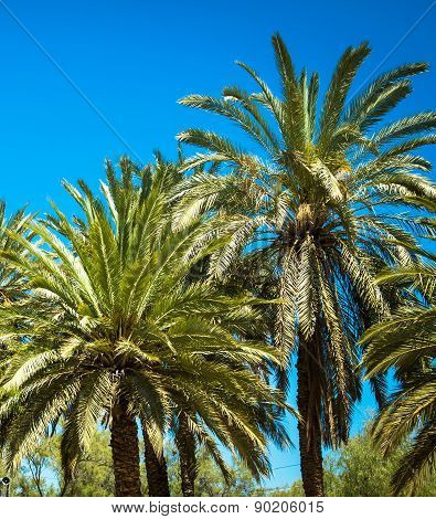 Palm Trees on the blue sky background