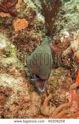Moray eel