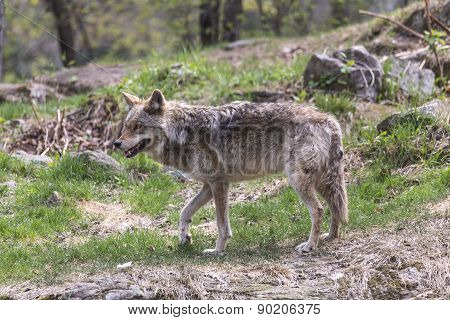 A lone Coyote in a rocky environment