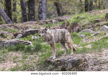 A lone coyote in a summer scene