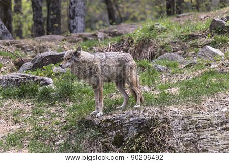 A lone coyote in a summer scene