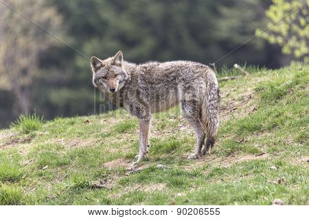 A lone coyote in a summer scene