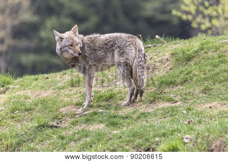 A lone coyote in a summer scene