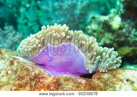 Sea anemone