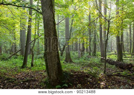 Old Natural Deciduous Stand In Morning