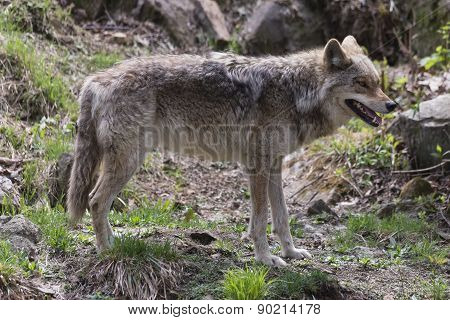 Coyote in a forest