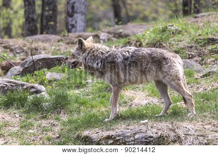 Coyote in a forest