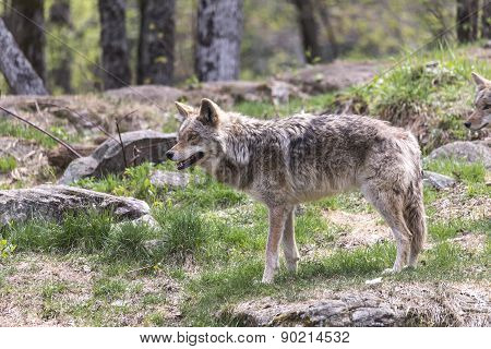 A lone coyote
