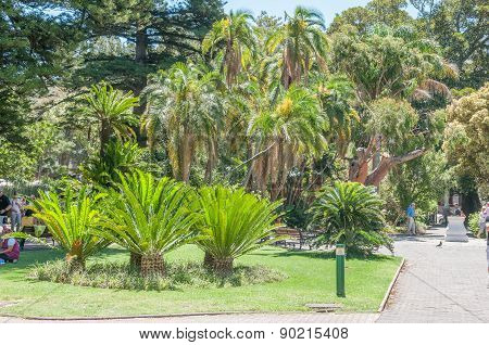 Cycads And Palm Trees In The Company Garden