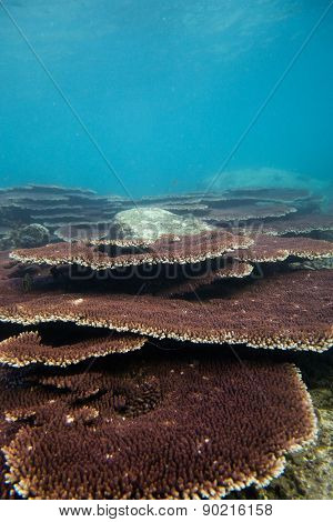 Coral
