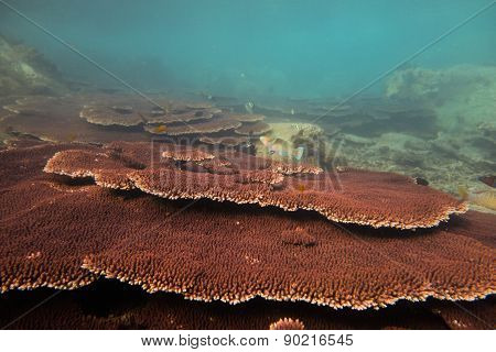 Coral