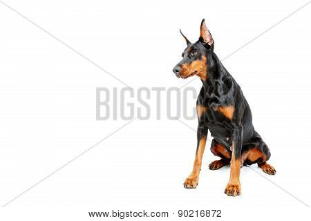 Sitting dobermann pinscher on white isolated background
