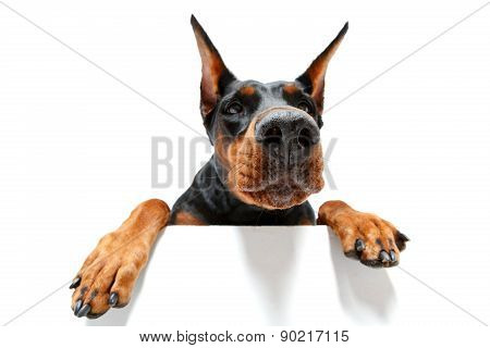 Close up of climbing doberman pinscher
