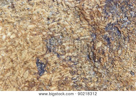 Fossil