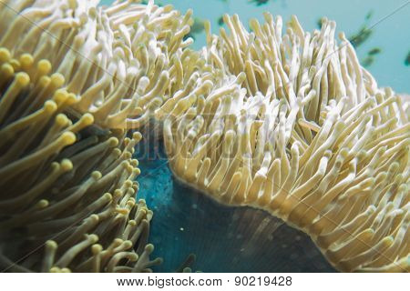 Sea anemone