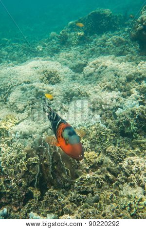 Parrot fish