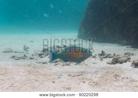 Parrot fish