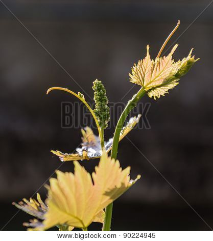 Growing Bio Grapes