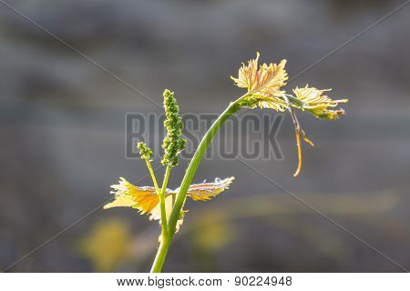 Growing Bio Grapes