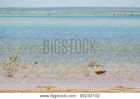 Lac Dayet Srij (lake near Merzouga, Morocco)