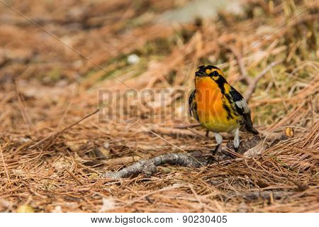 Blackburnian Warbler