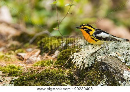 Blackburnian Warbler