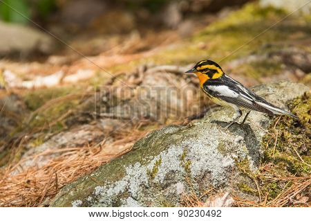Blackburnian Warbler